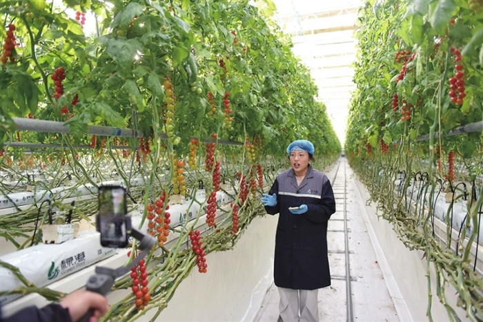 <a href="http://4g.tynews.com.cn/system/2025/12/04/030958804.shtml" >无土栽培番茄</a>