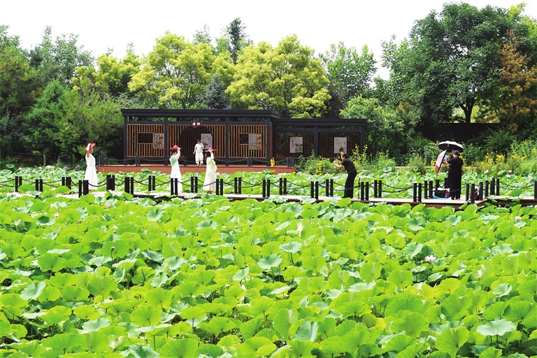<a href="http://4g.tynews.com.cn/system/2026/07/28/031049187.shtml" >南寨公园的荷花迎来最佳观赏期</a>